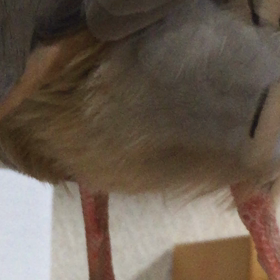 がんちゃんのおちり(〃艸〃)の画像