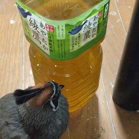 トントントントントン♪の画像