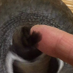 はぴぴんのカンムリは？の画像
