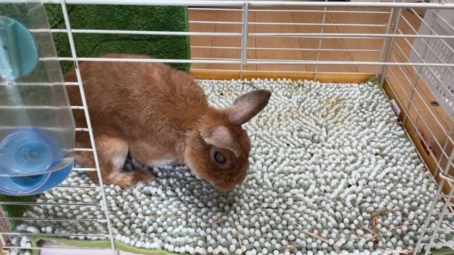 食事の後は　　　　　　　　祝の記事動画
