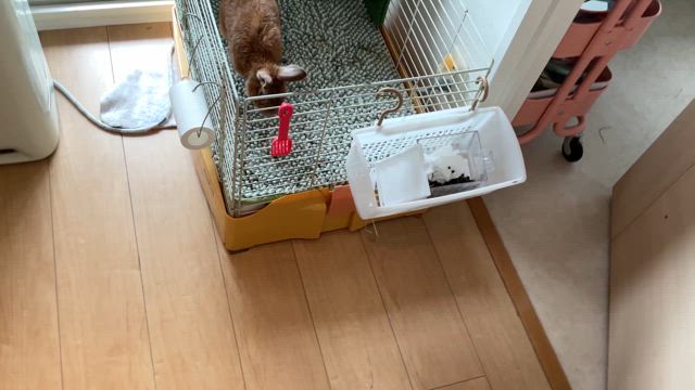 もうすぐバラが咲きますよ！　うさっちさんの記事動画