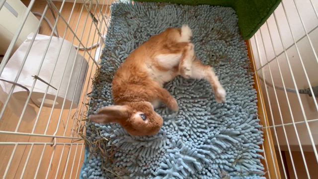 うさっちさんも大変の記事動画