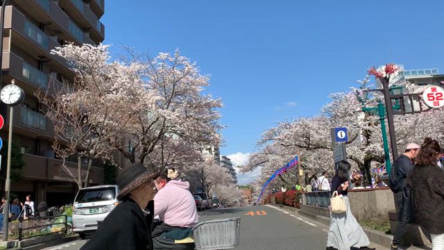 14回目の桜を見ることができた？ うさぎの記事動画