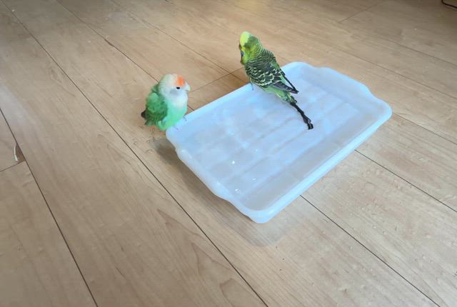 ハルさん、その後はこんなに・・・・の記事動画