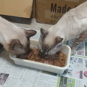 子猫を拾う 1歳の誕生日 ぴんこま その10の画像