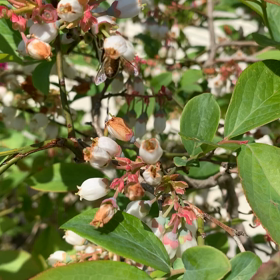 ブンブンブン蜂がとぶの画像
