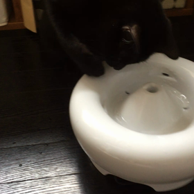 またまた猫への貢ぎ物の画像
