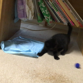 我が家の懐かしねこ動画②の画像