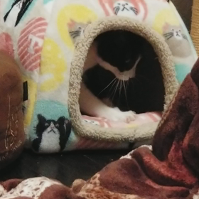 ただ、ひたすらに…の画像