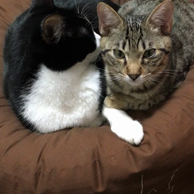 そこに猫がいるから？の画像