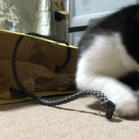 我が家の懐かしねこ動画⑤の画像