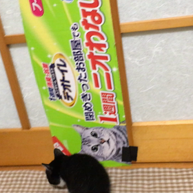 我が家の懐かしねこ動画④の画像