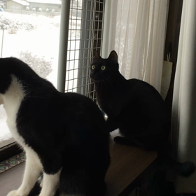 忙しいふたりの画像