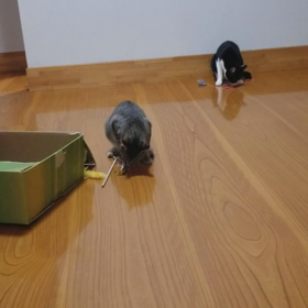 みんなで遊ばない？の画像