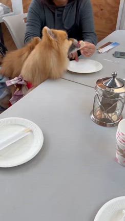 台湾スイーツお茶会の記事動画
