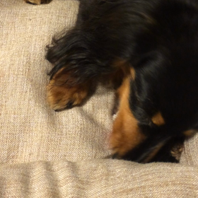 保護犬ドナちゃんの画像