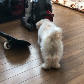 わたあめはるた3の画像