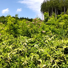 山の画像