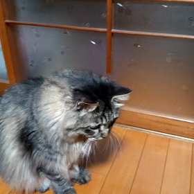 やっぱり猫だった❗️の画像