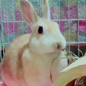 もぐもぐ(^ ^)の画像