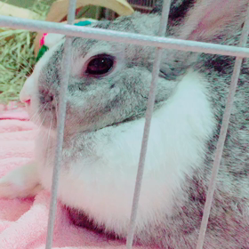 ねむねむの画像