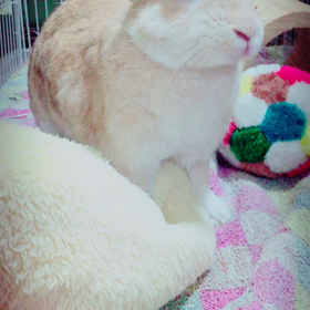 よいしょよいしょの画像