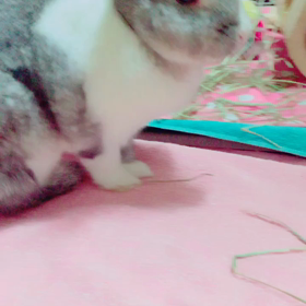 可愛いモプシーの画像
