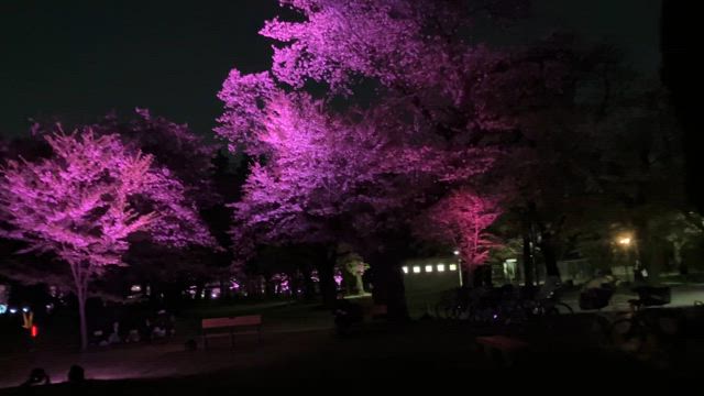 小金井公園桜ライトアップとキラキラうさぎの記事動画