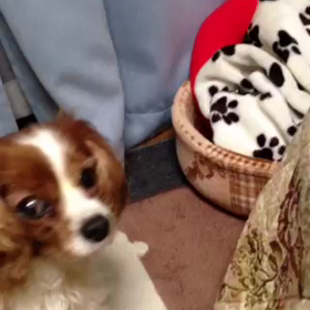 愛犬の画像
