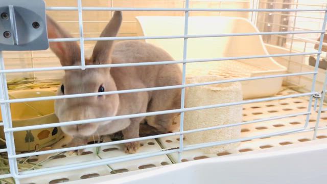 ㊗️うさぎさんのお家が決まりました！！の記事動画