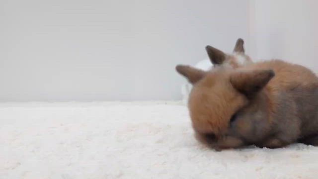 9／14ホーランドロップの赤ちゃん誕生！！の記事動画