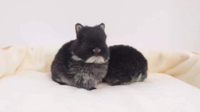 ㊗️うさぎさんのお家が決まりました！！の記事動画