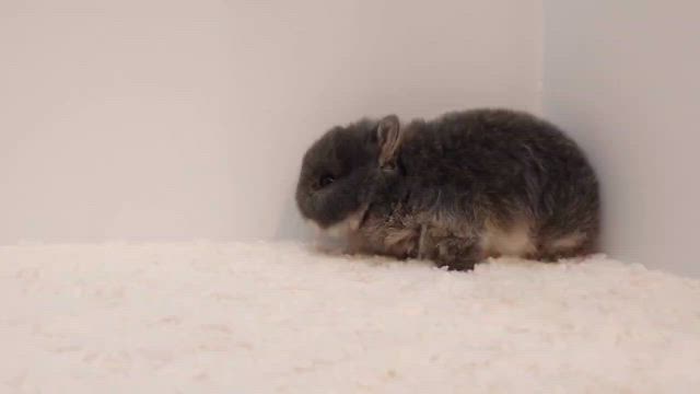 3月産まれネザーランドドワーフの赤ちゃんの記事動画