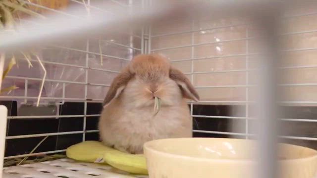 ㊗️うさぎさんのお家が決まりました！！の記事動画