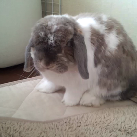 初めての動画の画像