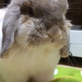 ポコちゃんのスローモーション動画の画像