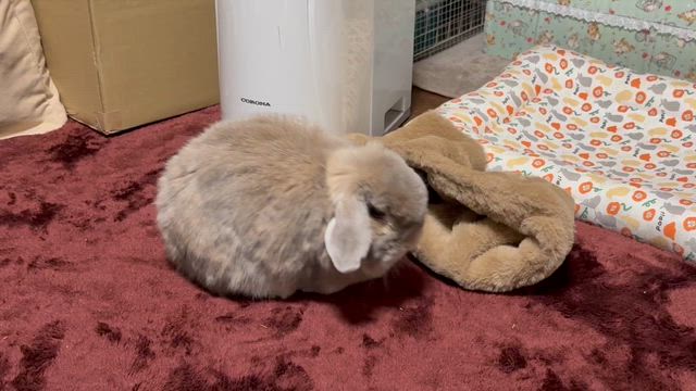真似して、遊ばせてみました。の記事動画