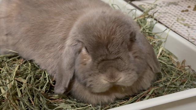 周り中、食べ物に囲まれて〜。の記事動画