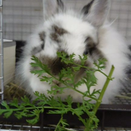 生牧草の日！オリバーくんもうまうま♪の記事動画
