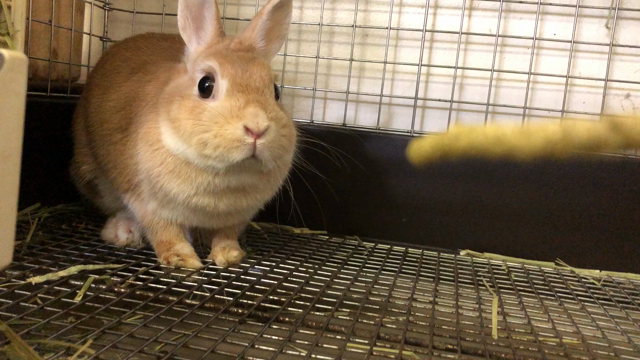 マーマレードちゃん、手術しました。の記事動画