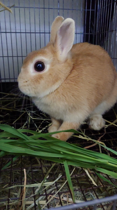 今日は生牧草の日！にんじん葉も入荷したよ♪の記事動画