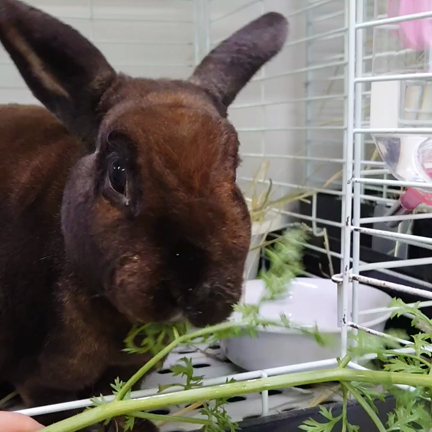 今日は生牧草の日！の記事動画