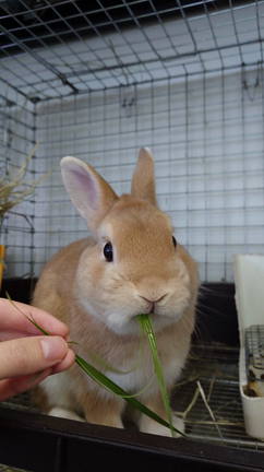 生牧草の日！ダンくんもうまうま♪の記事動画