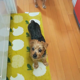 しゅうちゃんの特技の画像