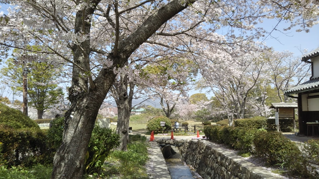 桜ひらひらの記事動画