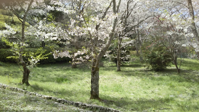 桜ひらひらの記事動画