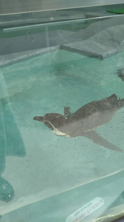 癒しのペンギンの記事動画