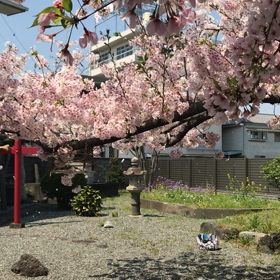 今を生きる…桜の季節の画像
