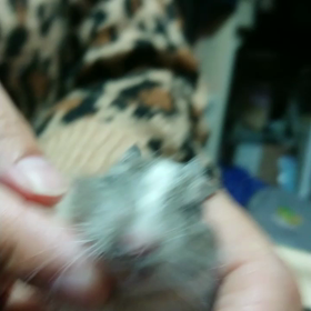 デグーはみんな あごの下がの画像