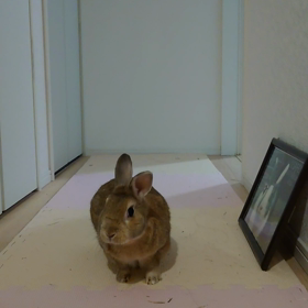 孤高のきら星の画像